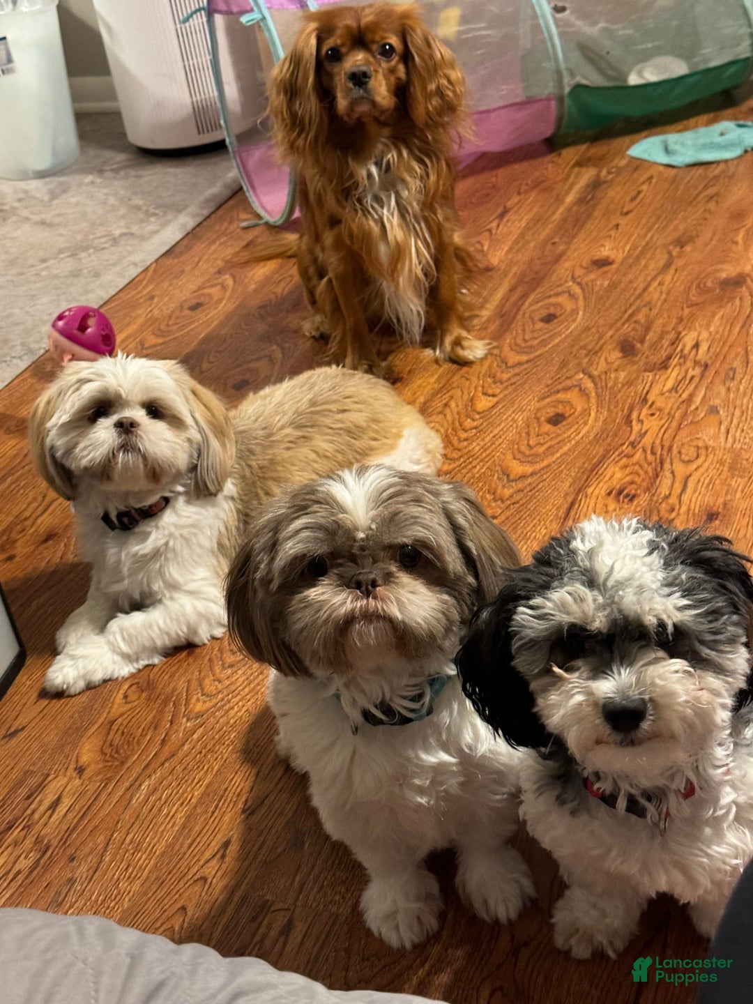 Gallery Image {{count}}