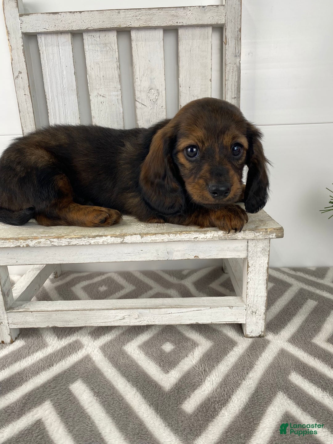 Miniature Dachshund dogs for sale: Bella - Ad 9
