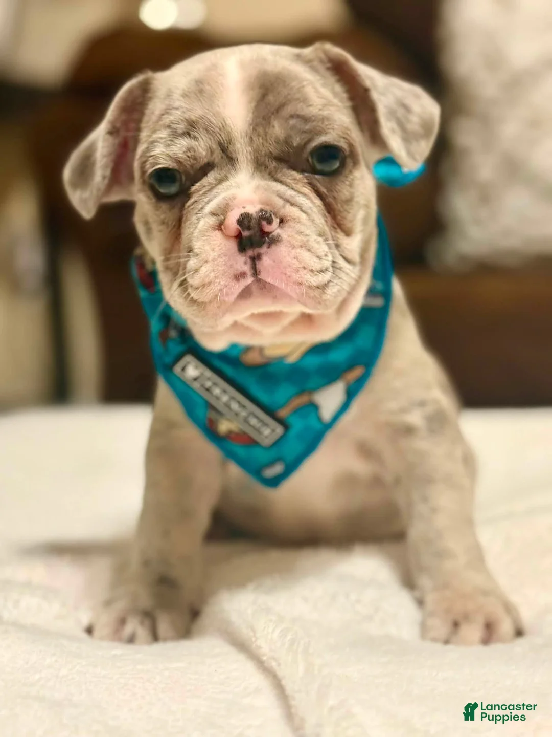 French Bulldog dogs for sale: 2 - Blue Merle Male - Ad 2
