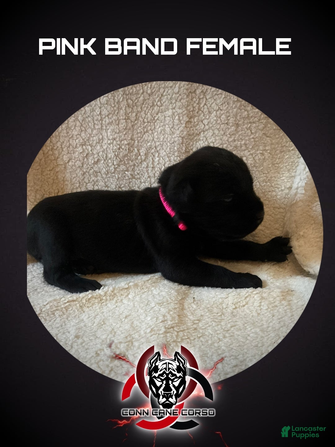 Cane Corso dogs Cane Corso Puppy 13 - Ad 22