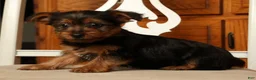 Yorkshire Terrier dogs for sale: Lucky - Ad 8