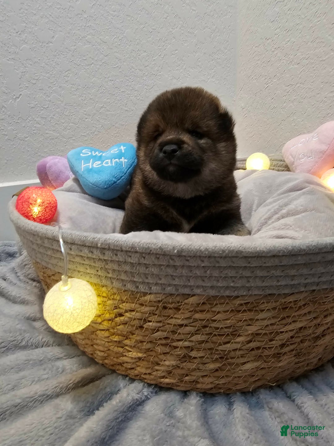 Shiba Inu dogs for sale: Mori - Ad 2