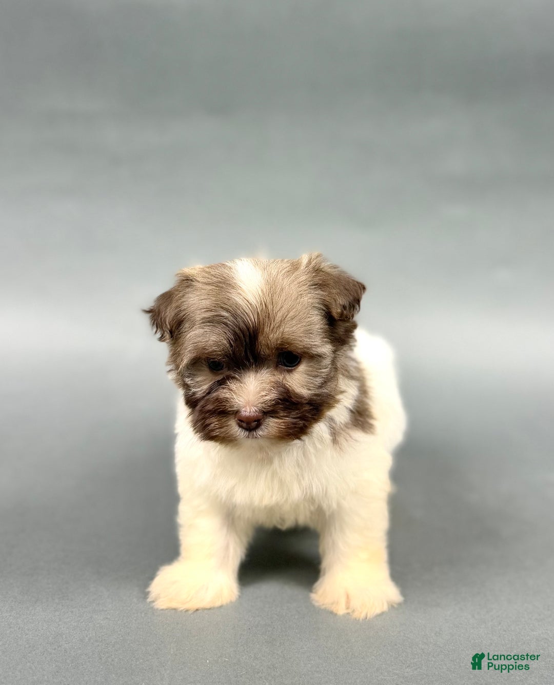 Havanese dogs for sale: TYLER - Ad 4