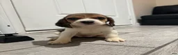Beagle dogs for sale: Snoopy - Ad 8