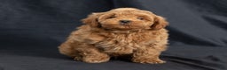 Mini Goldendoodle dogs for sale: Nevin - Ad 2
