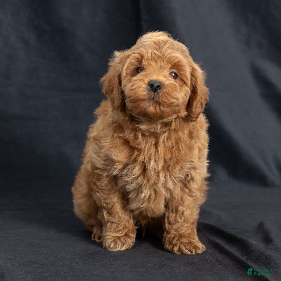 Mini Goldendoodle dogs for sale: Nevin - Ad 2