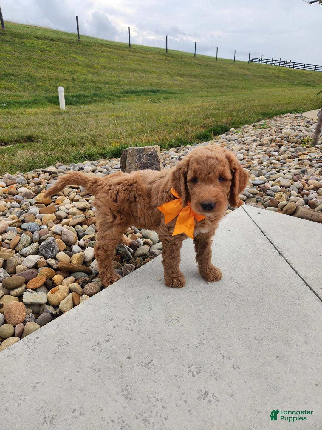 Goldendoodle dogs for sale: Daisy - Ad 23