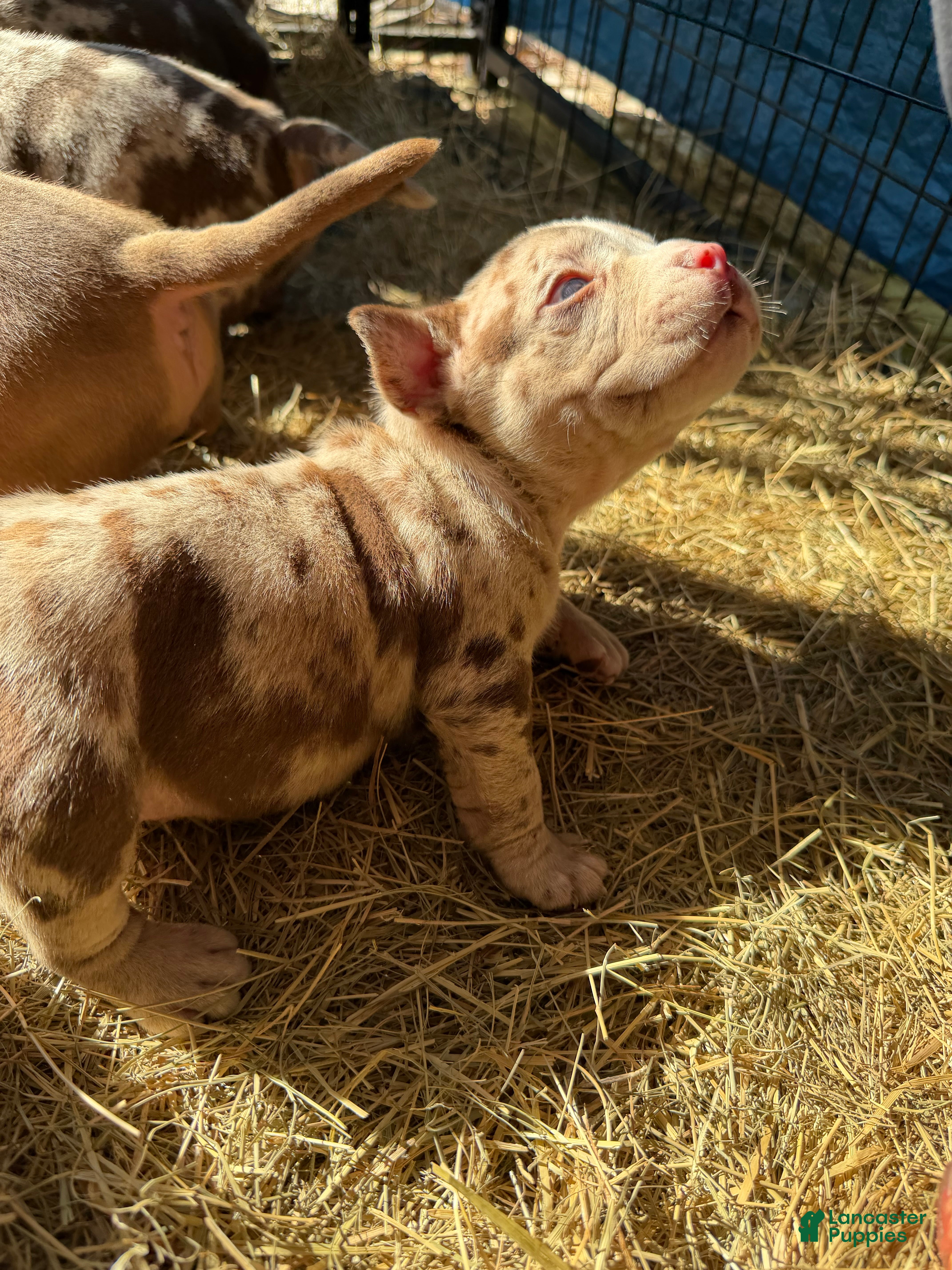 American Bully dogs for sale: American Bully 6 - Ad 34