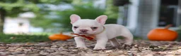 French Bulldog dogs for sale: Eden - Ad 8