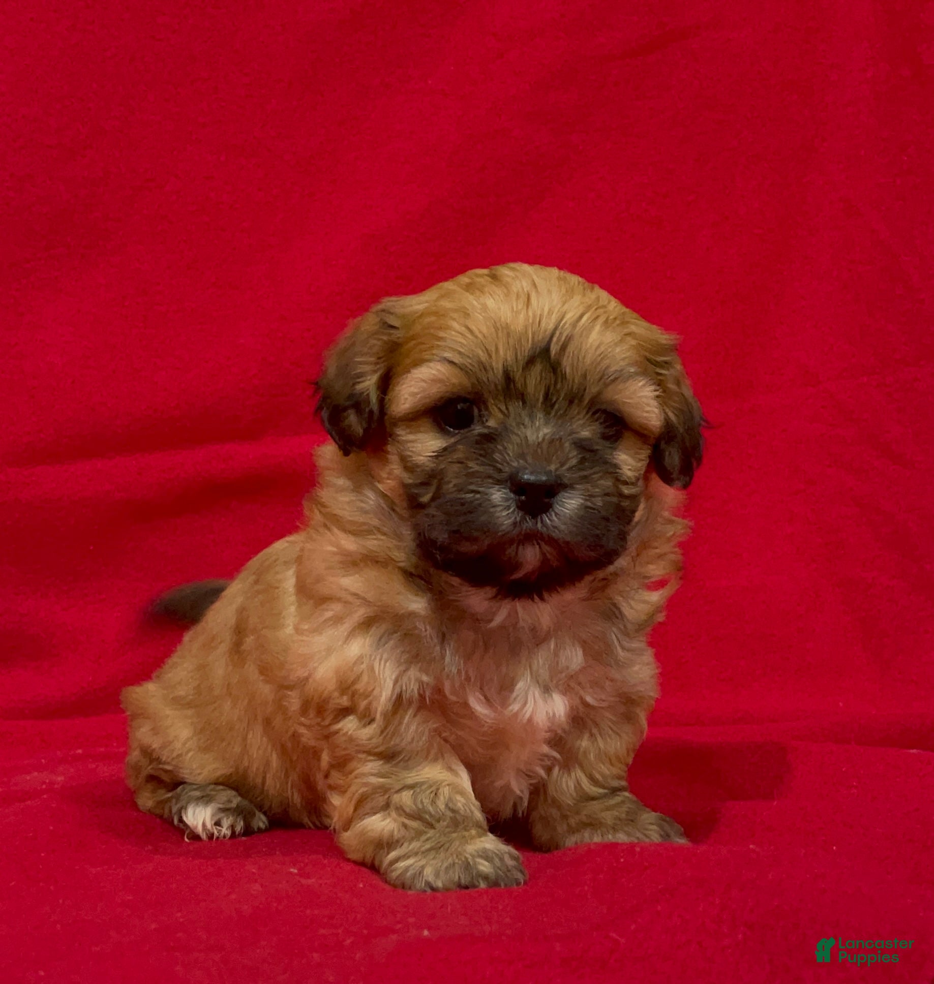 Teddy Bear dogs Luke - Ad 36