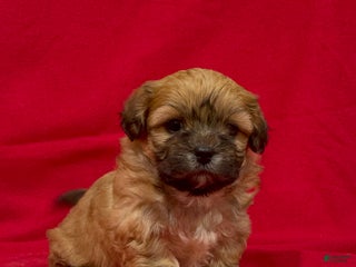 Teddy Bear dogs Luke - Ad 21