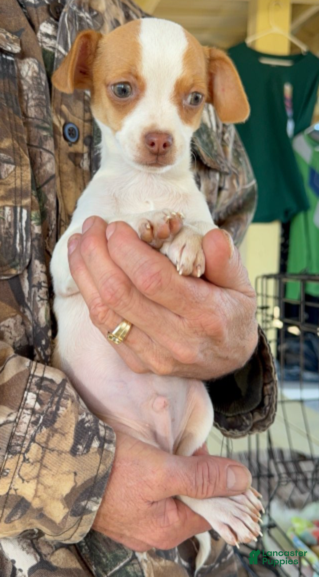 Chihuahua dogs for sale: Chihuahua Boy 1 - Ad 1