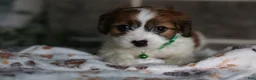 Cavapoo dogs for sale: Maggie - Ad 11