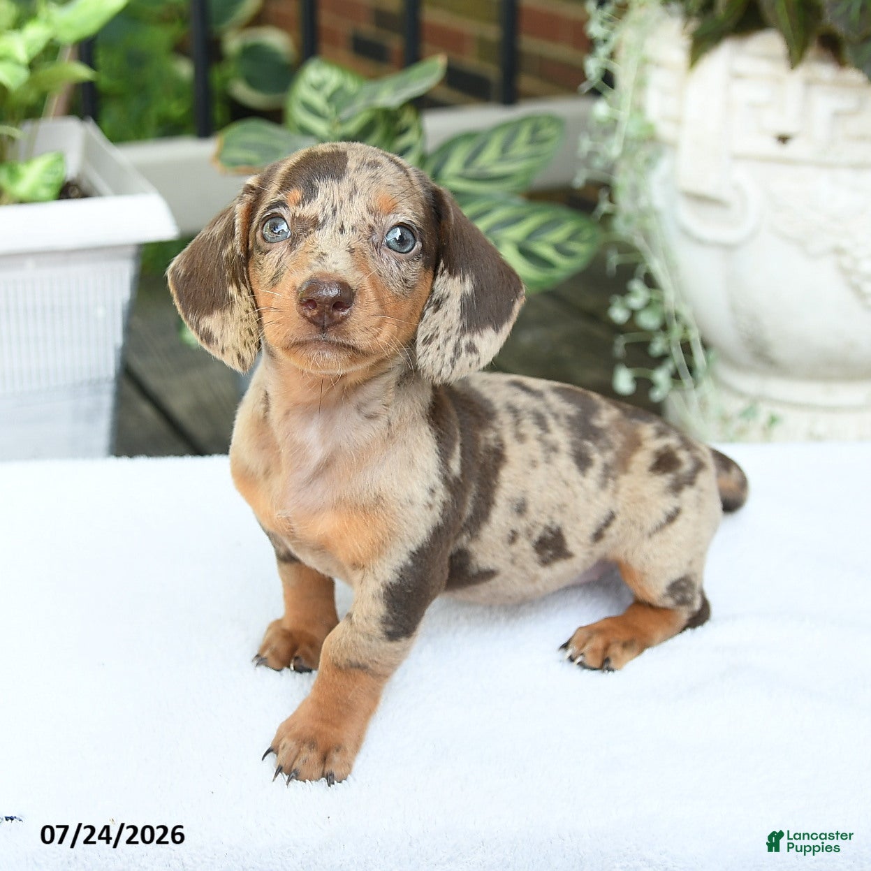 Miniature Dachshund dogs Dahlia - Ad 2
