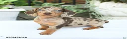 Miniature Dachshund dogs for sale: Dahlia - Ad 2