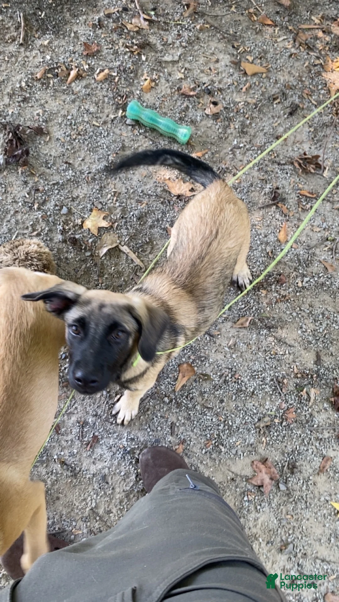 Mixed Breed dogs for sale: Mixed Breed 1 - Ad 1