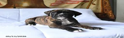 Boxer dogs for sale: Bandit - Ad 4