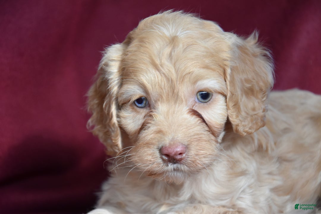 Cockapoo dogs for sale: Hazel - Ad 3
