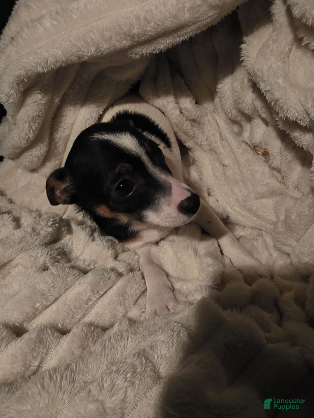 Mixed Breed dogs for sale: Mixed Breed Puppy 1 - Ad 3