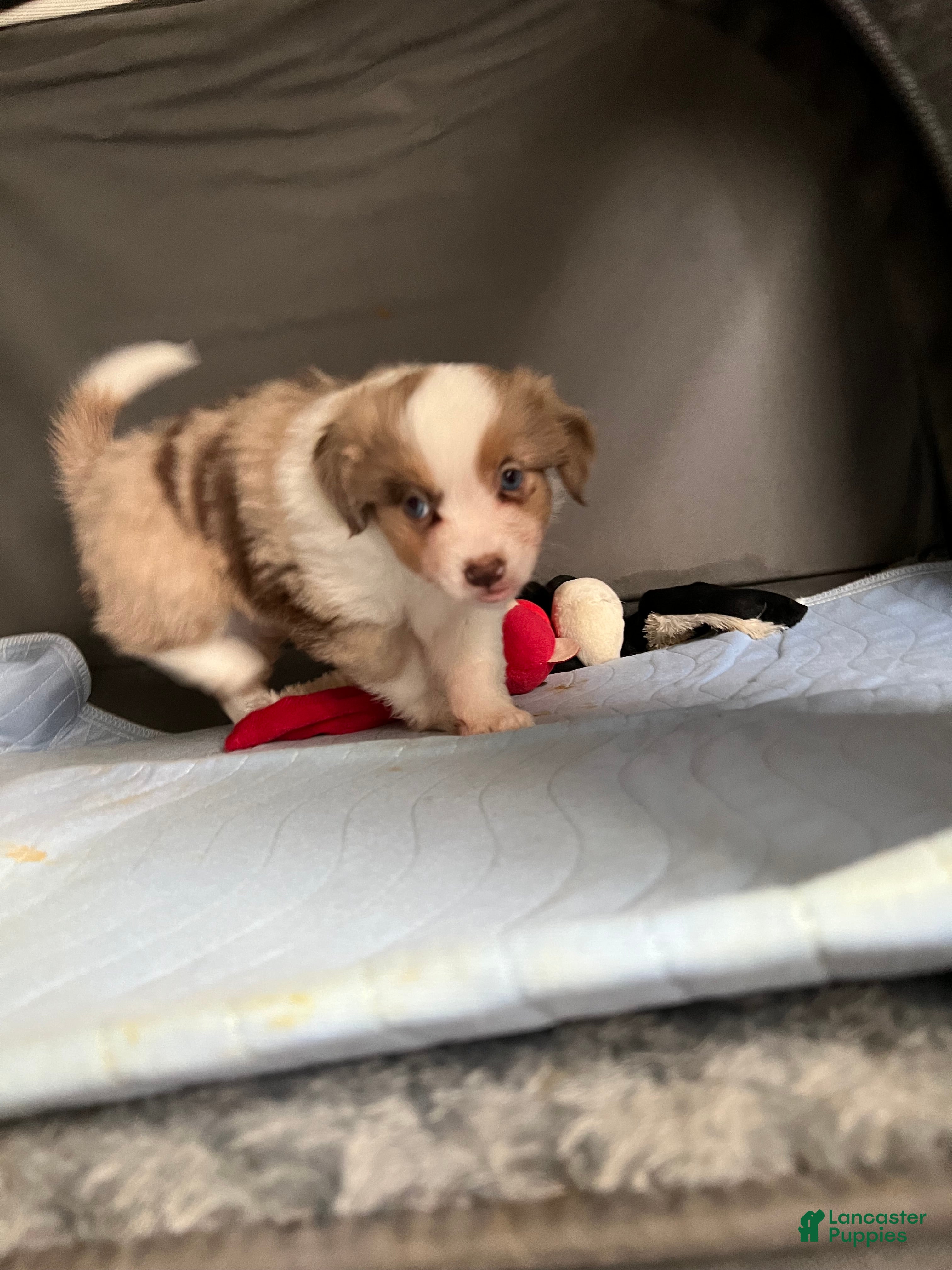 Toy Australian Shepherd dogs Toy Australian Shepherd Minnie Mouse - Ad 1