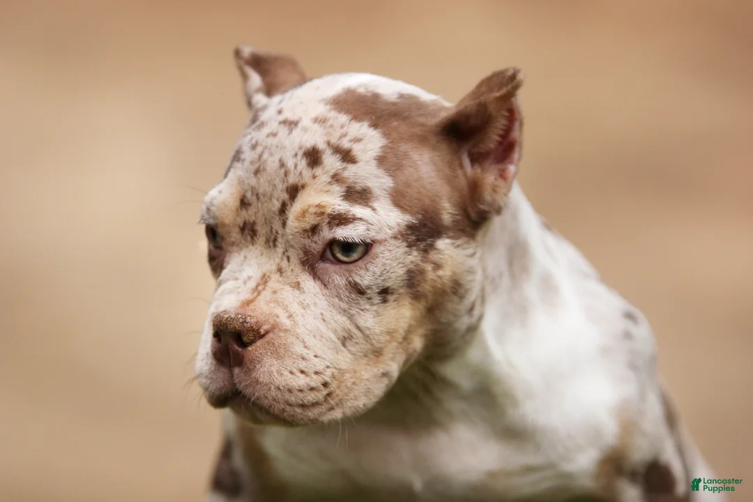 American Bully dogs for sale: Chocolate Tri Merle Female - Ad 2