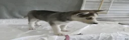 Gerberian Shepsky dogs for sale: Luna - Ad 5