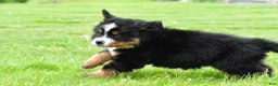 Bernese Mountain Dog dogs for sale: Rocket - Ad 5