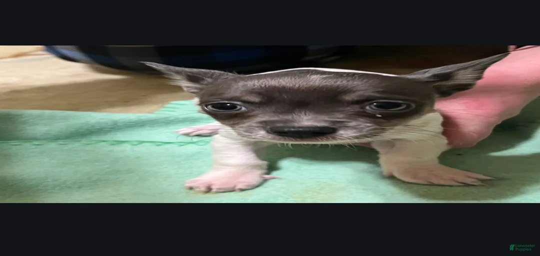 Gallery Image {{count}}