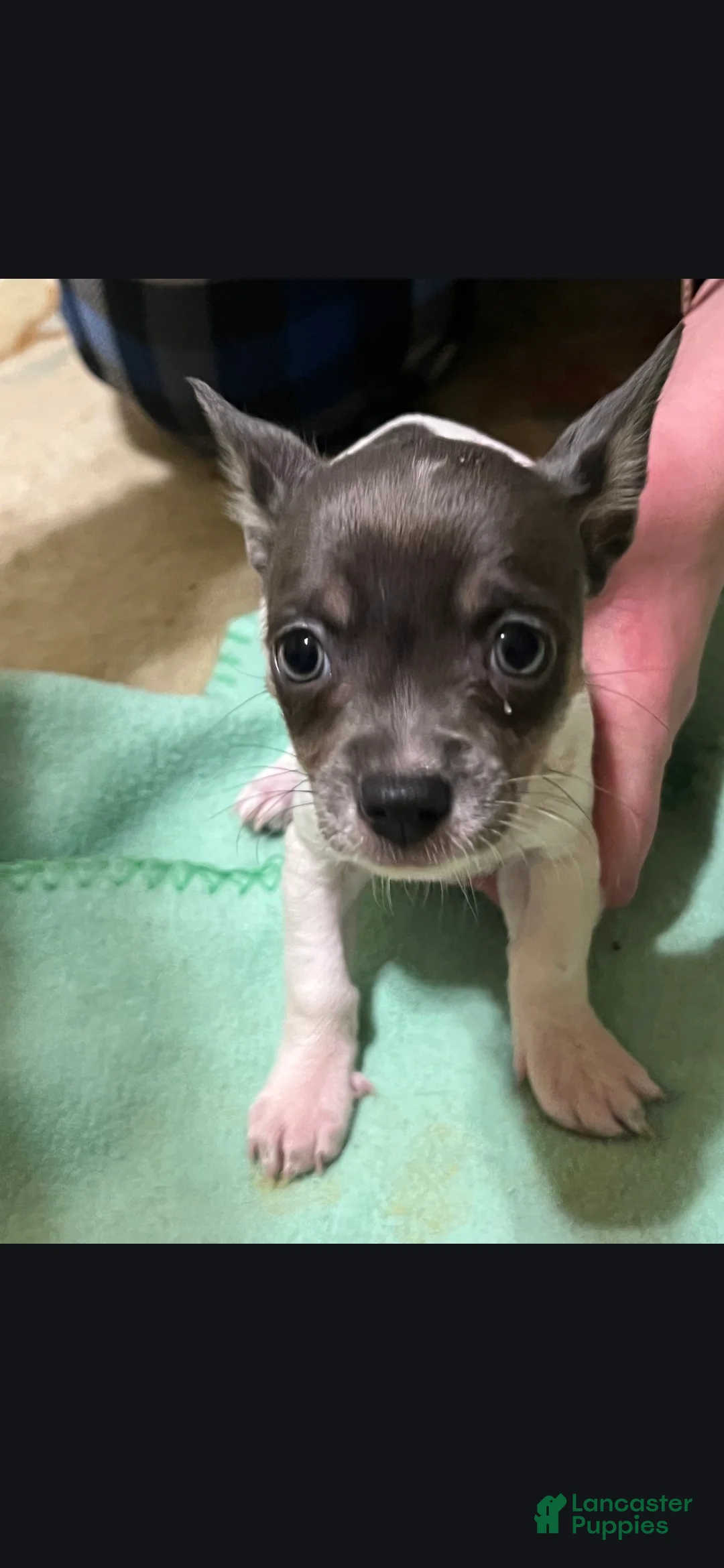 Gallery Image {{count}}