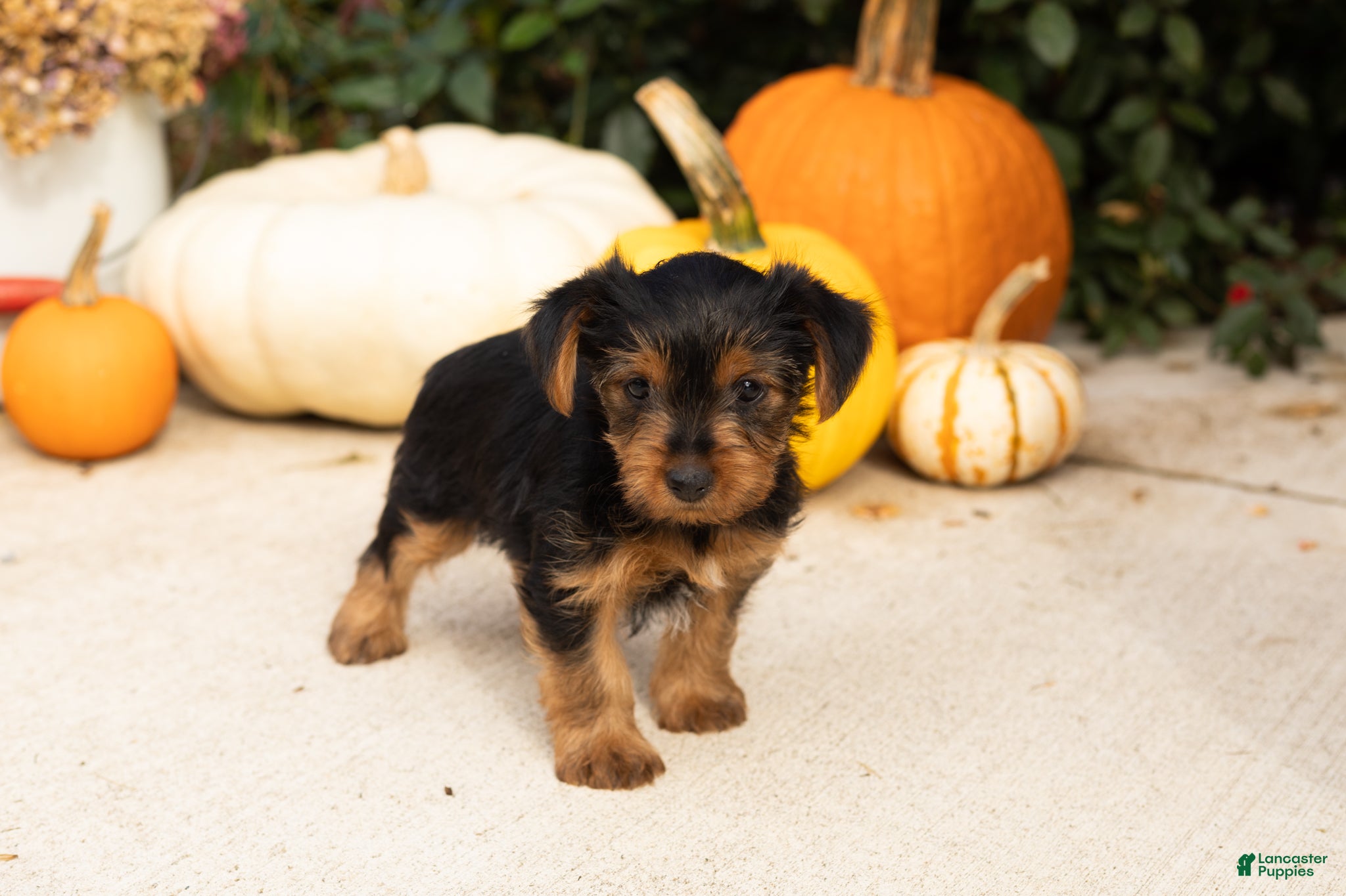 Yorkshire Terrier dogs Raven  - Ad 20