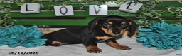 Miniature Dachshund dogs for sale: Jenny - Ad 4