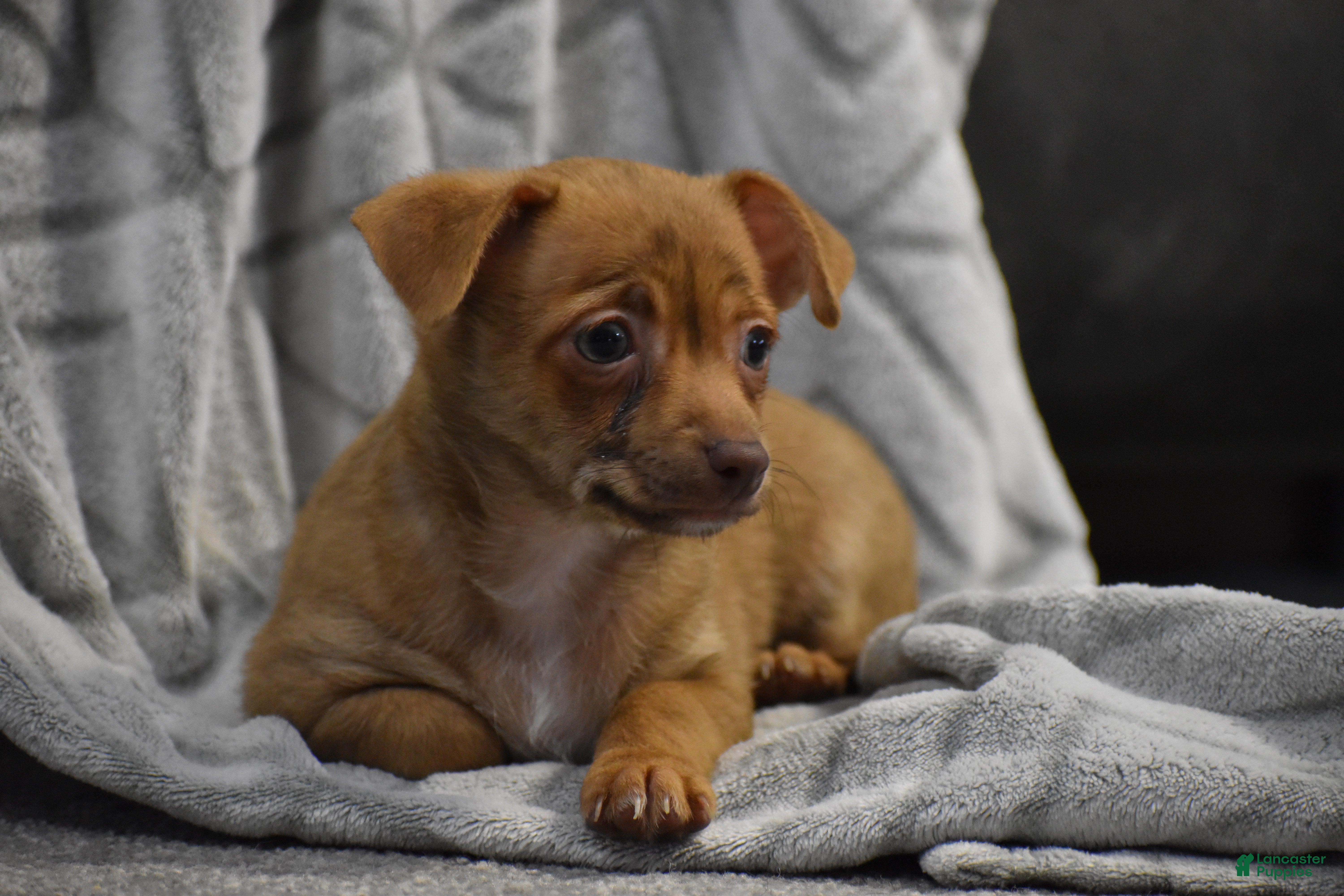 Chihuahua dogs Duke - Ad 13