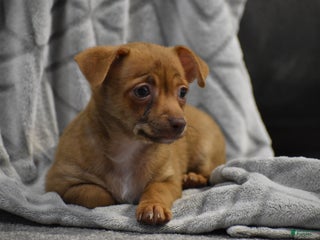 Chihuahua dogs Duke - Ad 22