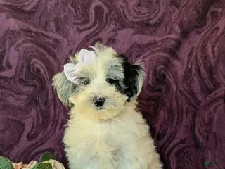 Maltipoo dogs Devanie - Ad 40