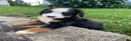 Bernese Mountain Dog dogs for sale: Callie - Ad 10