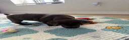 Cane Corso dogs for sale: Havik - Ad 3