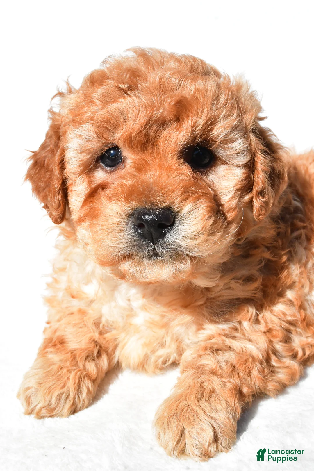 Mini Goldendoodle dogs for sale: Poppy - Ad 12
