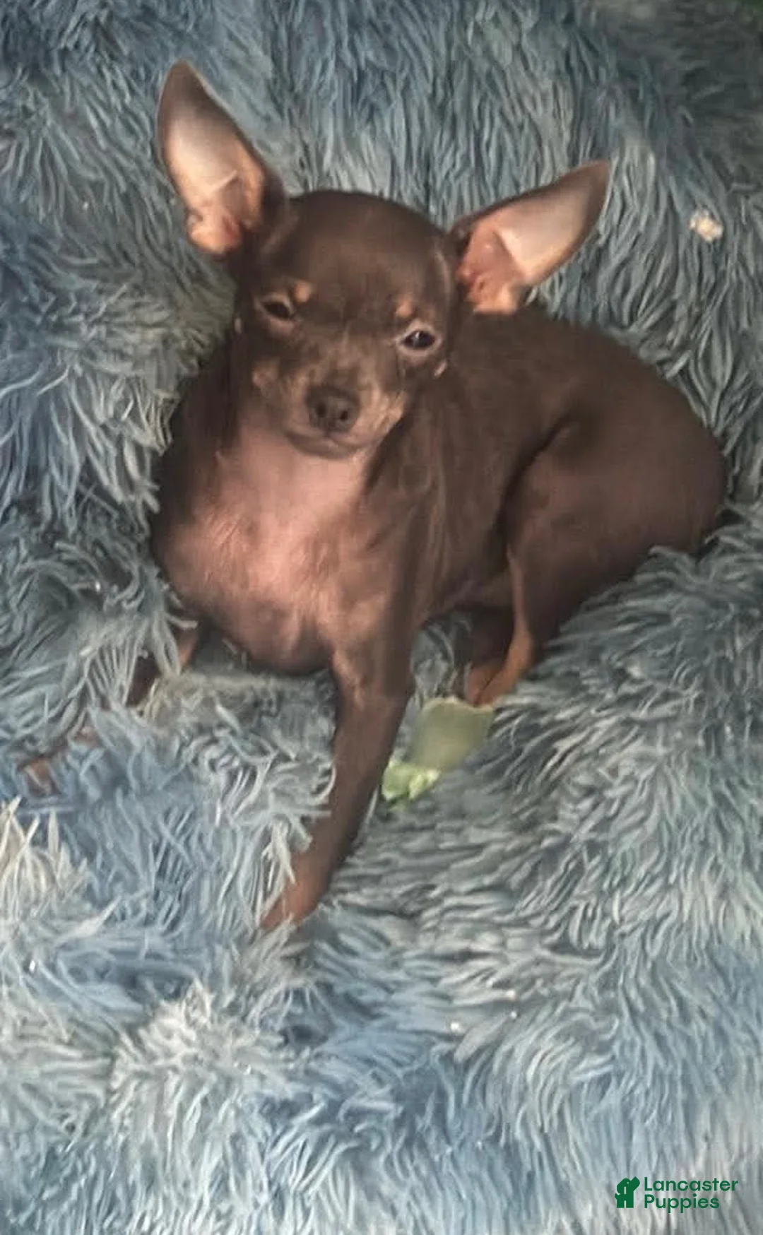 Chihuahua dogs for sale: Chihuahua 1 - Ad 7