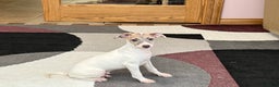 Italian Greyhound dogs for sale: Jaden - Ad 4