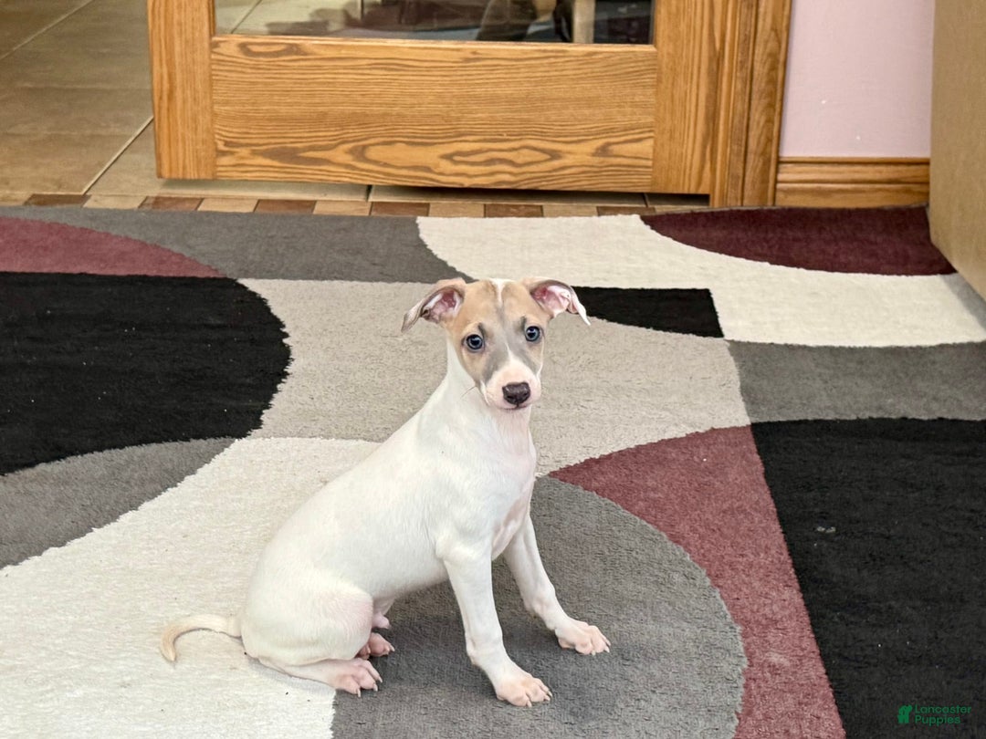 Italian Greyhound dogs for sale: Jaden - Ad 4