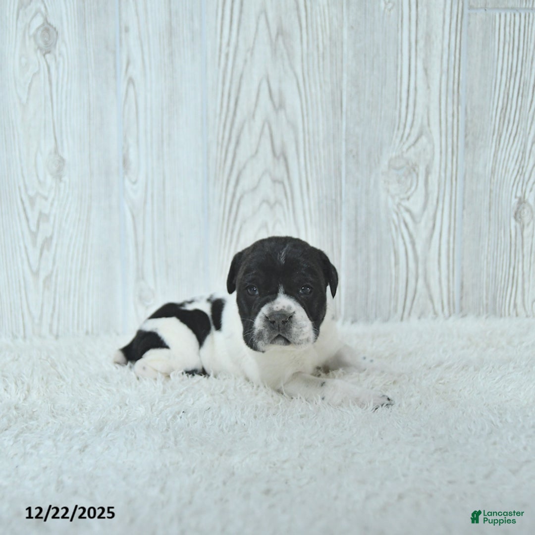 Mini Hippo dogs for sale: Gus - Ad 5