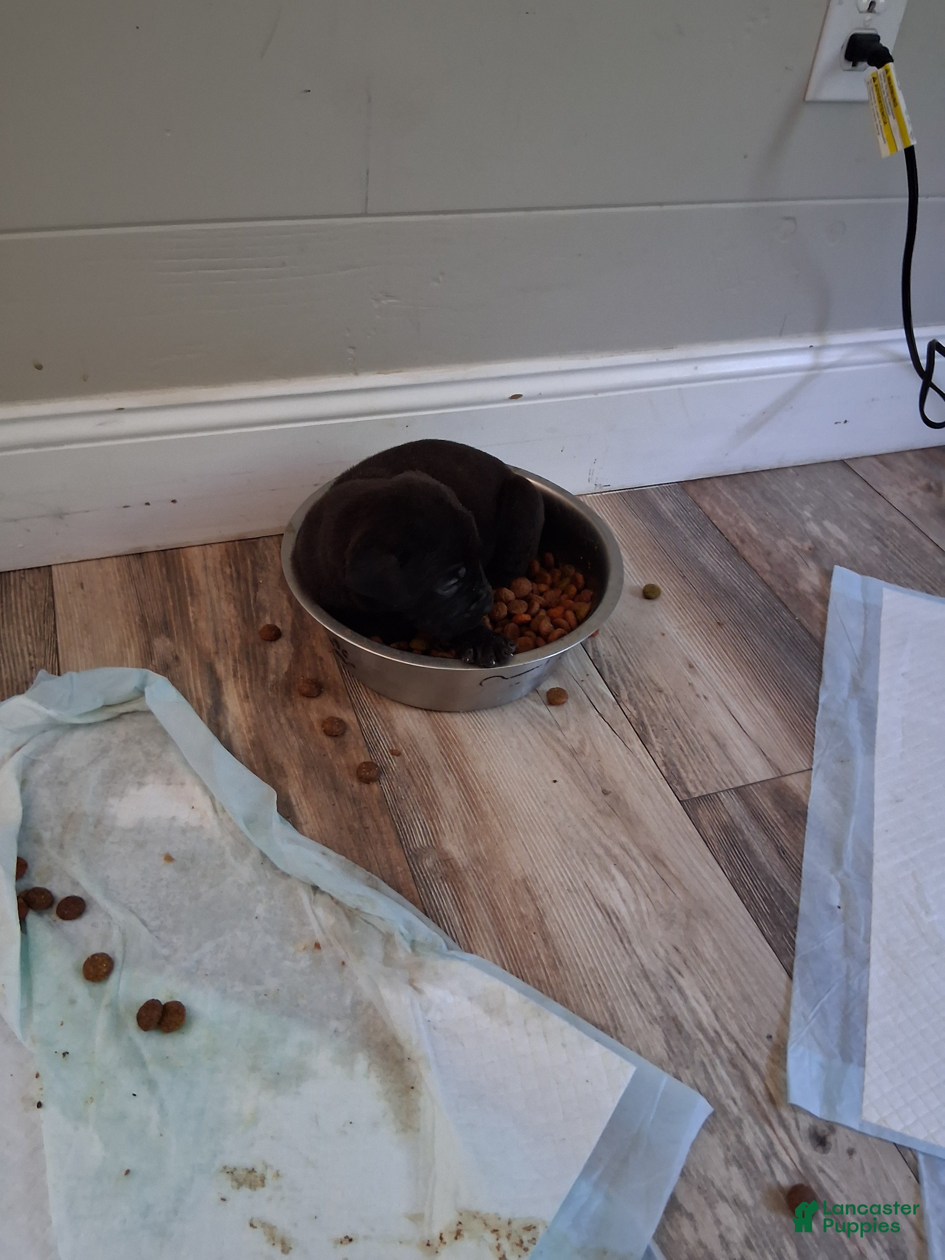Cane Corso dogs Cane Corso Puppy 7 - Ad 13