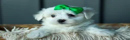 Maltese dogs for sale: PACO - Ad 8