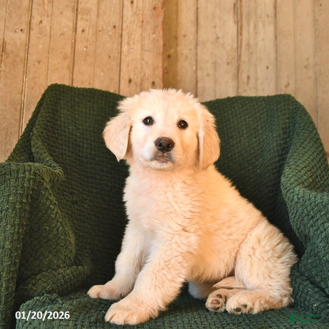 Mixed Breed dogs for sale: Cupid  - Ad 3