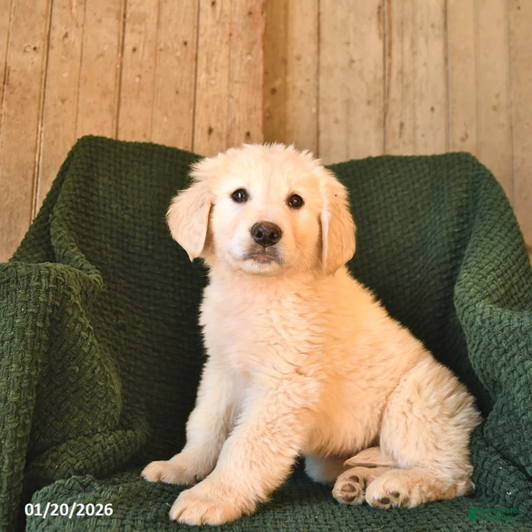 Mixed Breed dogs for sale: Cupid  - Ad 3