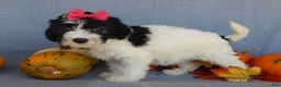 Sheepadoodle dogs for sale: Panda (medium) - Ad 72