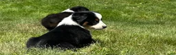 Miniature Australian Shepherd dogs for sale: #1 Black Tri Female - Ad 3
