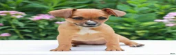 Mixed Breed dogs for sale: Heather  - Ad 2