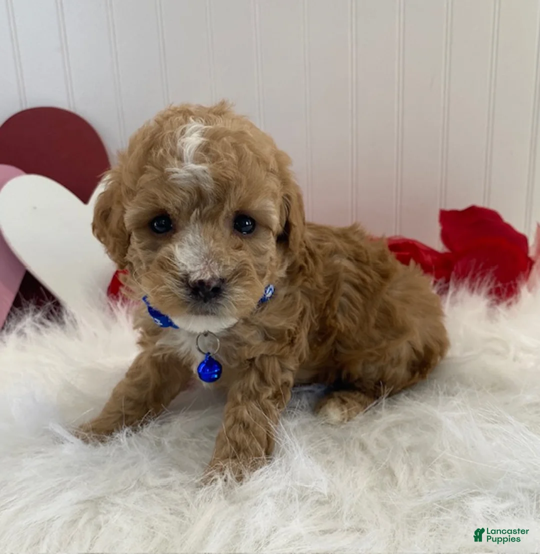 Toy Poodle dogs for sale: Frisco - Ad 6