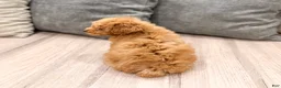Miniature Poodle dogs for sale: Rory - Ad 4
